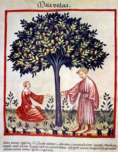Elma toplama. İlaç ve diyetetik sağımlarından aydınlatma “” Tacuinum sanitatis”” by Unknown artist