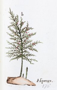 Kuşkonmaz by Unknown artist
