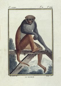 BUFON, Georges-Louis Leclerc, kont (1707-1788). Rhesus maymunları (rhesus). "Histoire naturelle, generale et particular" adlı eserin illüstrasyonu. by Unknown artist