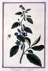 Belladonna, çiçekler ve meyveler. Tıpta kullanılan zehirli bitki. 19. yüzyıldan kalma bir herbaryumdan sonra gravür. by Unknown artist
