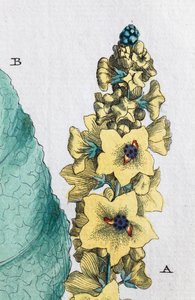 Kara sığırkuyruğu by Unknown artist