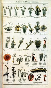 Botanik kurulu: Bitkilerin sınıflandırılması Carl von LINNE (1707-1778), İsveçli doğa bilimci "" Compendium Botanices Systematis Linnean "”. Baskı by Unknown artist