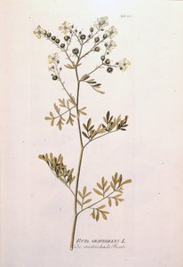 Botanik kurulu: rue officinale (Ruta graveolens). JJPlenck, Viyana, Avusturya tarafından yazılan "Tıbbi Bitkilerin Simgeleri"nde by Unknown artist