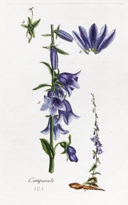 Campanula (şeftali yapraklı çan çiçeği) by Unknown artist
