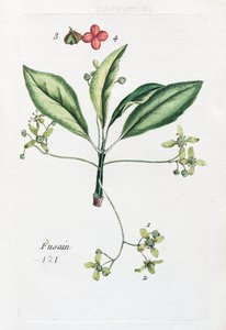 Kömür by Unknown artist