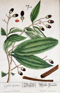 Tarçın de Malabar (Hindistan) - botanik kurulu by Unknown artist