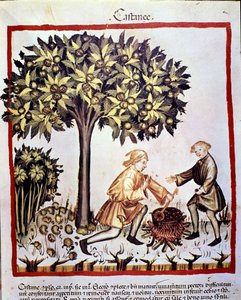 Kestanelerin sonbaharda toplanması ve hazırlanması. İlaç ve diyetetik sağımlarından aydınlatma “” Tacuinum sanitatis”” by Unknown artist