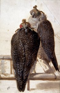 Bir çift şahin. 18. yüzyıl çizimi. by Unknown artist