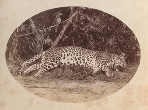 ölü leopar by Unknown artist