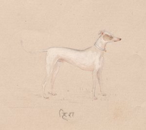 Köpek by Unknown artist