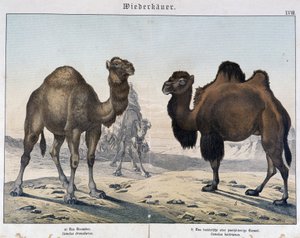 Tek hörgüçlü ve deve - "" Memelilerin doğal tarihleri"nde, ed. Shreiber, Münih by Unknown artist