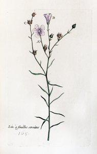 Kuru yapraklı keten by Unknown artist