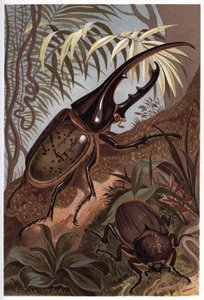 Dynastes herkül, bok böceği gergedan - Herkül böceği by Unknown artist
