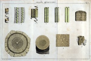 Elemental organlar: "" Flora Francoise