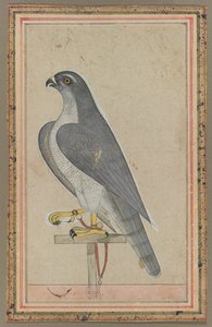 Şahin by Unknown artist