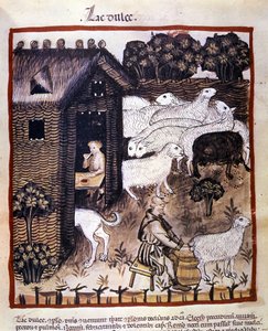 Çiftlik işi: Süt ve peynir üretmek için koyun sağmak. İlaç ve diyetetik sağımlarından aydınlatma “” Tacuinum sanitatis”” by Unknown artist