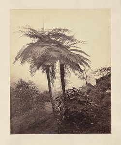 [Ferns] by Unknown artist