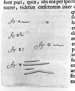 Bakterilerin ilk temsili Hollandalı tüccar ve bilim adamı Antoine van Leeuwenhoek (veya Leeuvenhoek Leeuwenhoeck) (veya Antoni veya Anthonie) (1632-1723) tarafından ağzındaki bakteriler üzerinde yapılan bir çalışmadan sonra tarif. “Arcana Natura Detecta” 1 by Unknown artist