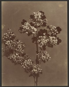[Birden fazla çiçek demeti ile çiçek çalışması] by Unknown artist
