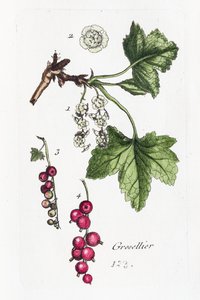 Bektaşi Üzümü by Unknown artist