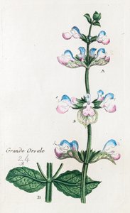 Büyük Orvale veya Clary Adaçayı by Unknown artist
