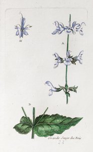 Büyük Ormanlık Adaçayı by Unknown artist