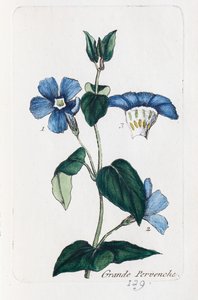 Büyük Cezayir menekşesi by Unknown artist