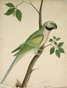 yeşil papağan by Unknown artist
