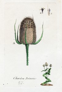 Hosier devedikeni by Unknown artist