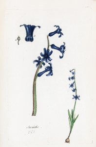 Sümbül by Unknown artist