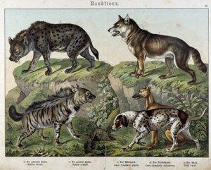Sırtlanlar ve köpekler. "" Memelilerin Doğal Tarihleri"nde, ed. Schreiber by Unknown artist