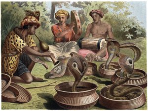 Hint Kobrası - Hint kobrası by Unknown artist