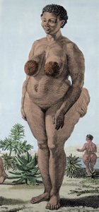 Bochiman cinsi bir kadın olan La Venus Hottentote; (Hotentot Venüs,) 1815 gravürü. by Unknown artist