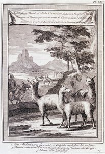 Peru Lamas - Don George Juan ve Don Antoine de Ulloa tarafından İspanya Kralı Emriyle yapılan “” Güney Amerika