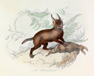 Karakulak (Felis caracal), kedigiller (Felidae) familyasından dört ayaklı bir memelidir. by Unknown artist