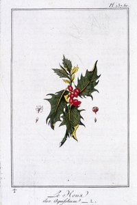 Holly (Ilex Aquifolium) - J.C. Philibert, Imprimerie de Crapelet, Paris tarafından yazılan “Tüccarların kullanımı için botanik alıştırmaları” içinde by Unknown artist