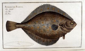 Kalkan veya Pleuronectes Platessa Marc Elieser Bloch Ichthyologie Paris - Berlin - Londra 1787'den sonra by Unknown artist