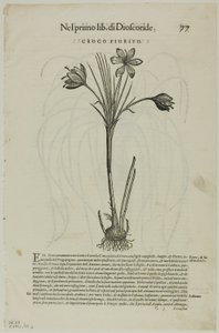 Petrus Andreas Matthiolus'un Discorsi'sinden Yaprak, XVI. Yüzyıl Kitaplarından Woodcuts'tan 99 numaralı levha by Unknown artist