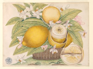 Sepette Limon ve Limon Çiçeği by Unknown artist