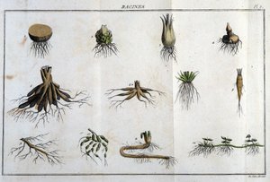 Les Roots: "" Flora Françoise