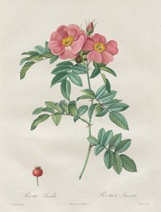 Les Roses: Rosa Lucida by Unknown artist