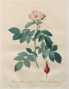 Les Roses: Rosa villosa, meyve ağaçları by Unknown artist