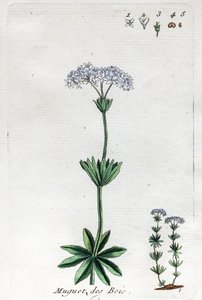 Vadideki Zambak veya Tatlı Woodruff by Unknown artist