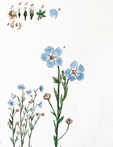 Keten by Unknown artist