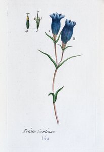 Küçük Gentian (Bataklık Gentian