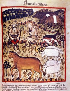 Hayvancılık, koyun, keçi ve domuz. İlaç ve diyetetik sağımlarından aydınlatma “” Tacuinum sanitatis”” by Unknown artist