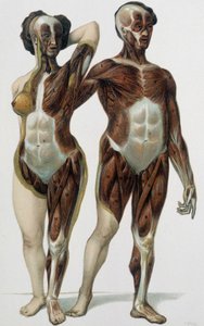Derili kadın ve erkek: kaslar - tıp kitabı, 19. yüzyılın sonlarında by Unknown artist
