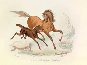 Kısrak Normande ve tayı Linneene ve Cuvier