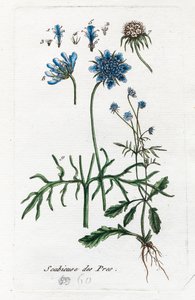 Çayır Uyuzu by Unknown artist