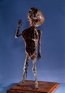 Tıp: kabuğu heykelcik. 18. yüzyıl Özel koleksiyon by Unknown artist